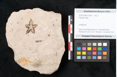 Foto (Objekt + Etikett) von Plantae indet.  (NHMW-GEO-2024-0188-11558)